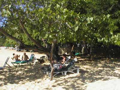 grigri Baum am Strand von Sosua