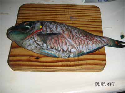 Papageifisch